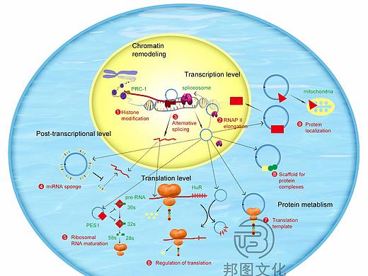 细胞生物 信号通路图 论文配图