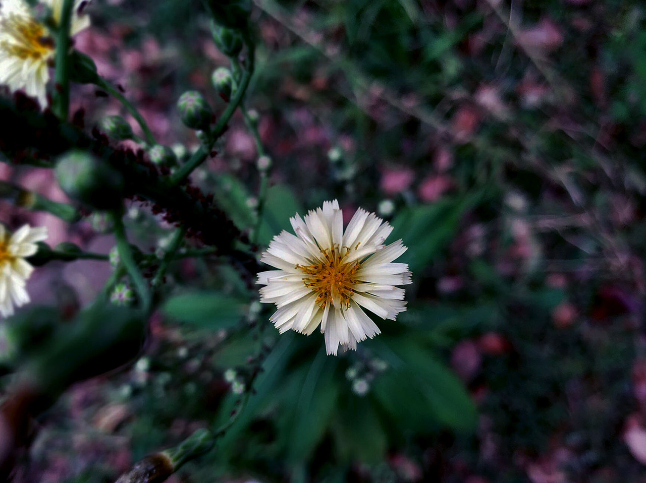 手机摄影（图ZMTgwMzg1Njky） - 风光摄影 - 站酷设计师白藏z原创素材 - 站酷ZCOOL