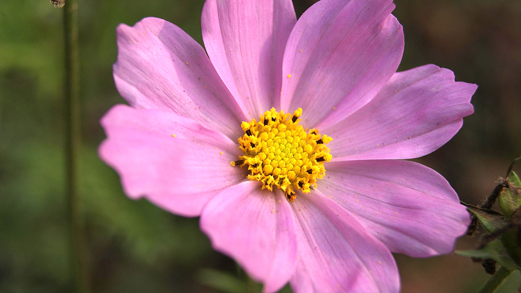 在重庆-2011深秋扫片