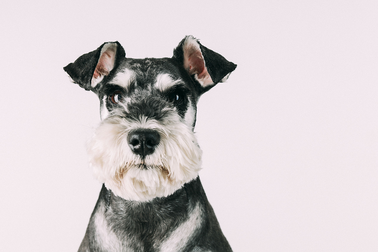 一只又叫糖豆的火鍋（圖ZMTE0MTM4ODE2） - 寵物攝影 - 站酷設計師李屹倬原創(chuàng)素材 - 站酷ZCOOL