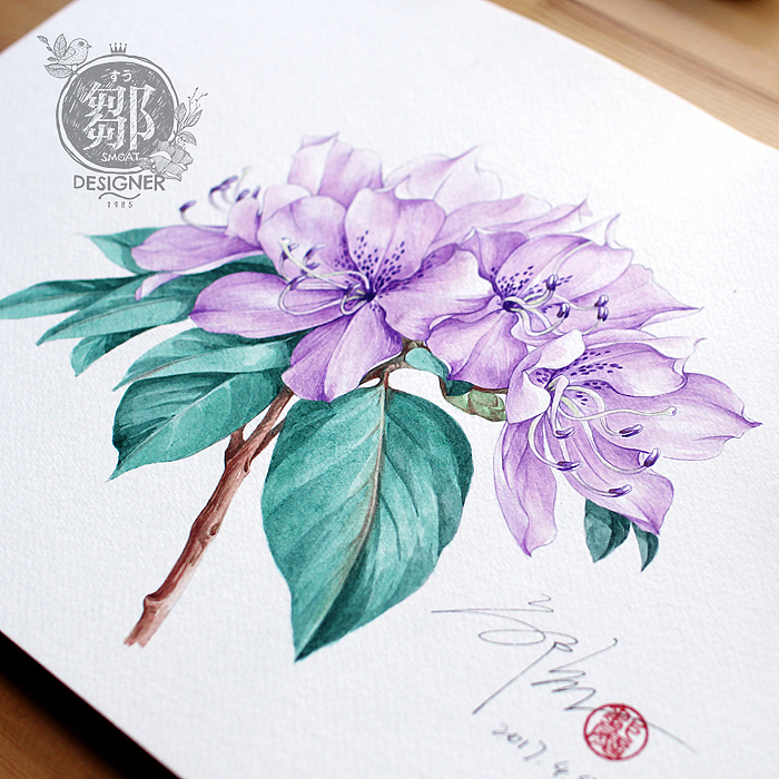 杜鹃花系列——马银花（图ZNzc5OTI5NDA=） - 商业插画 - 站酷设计师鄒慶原创素材 - 站酷ZCOOL