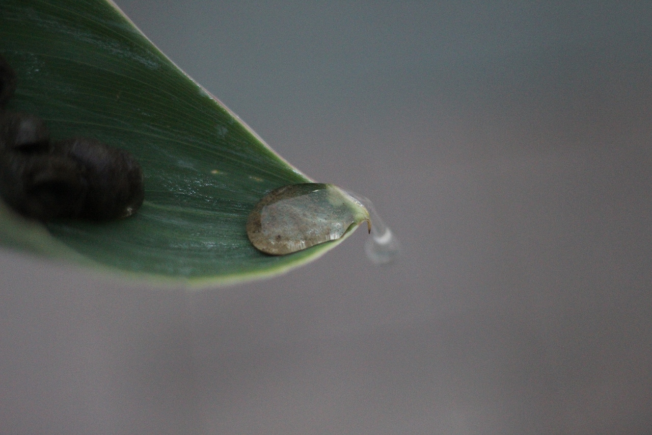 人与花之间的生活