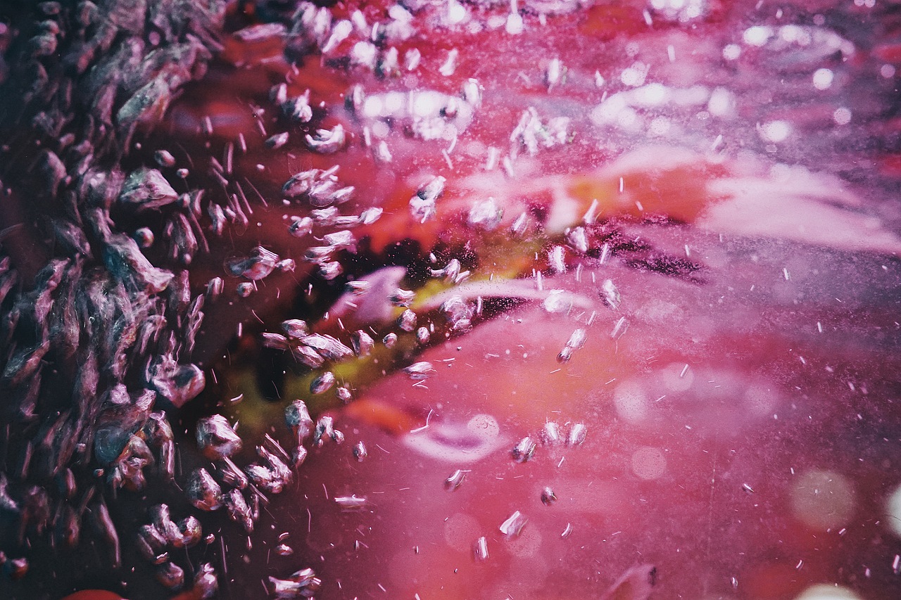 我不是你观赏的鱼（图ZNzY4MjY5NjA=） - 宠物摄影 - 站酷设计师崖鱼原创素材 - 站酷ZCOOL