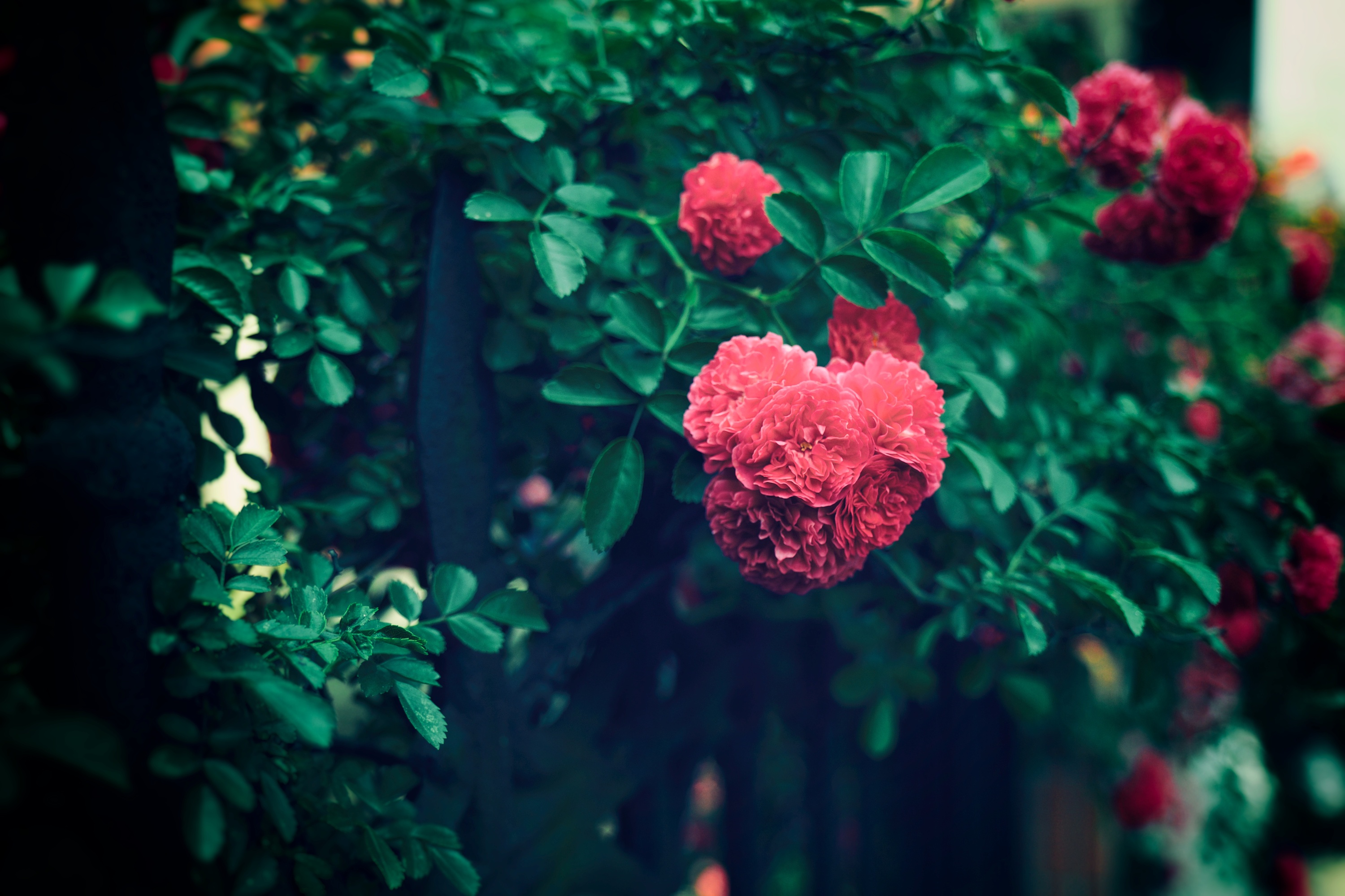 五月的蔷薇