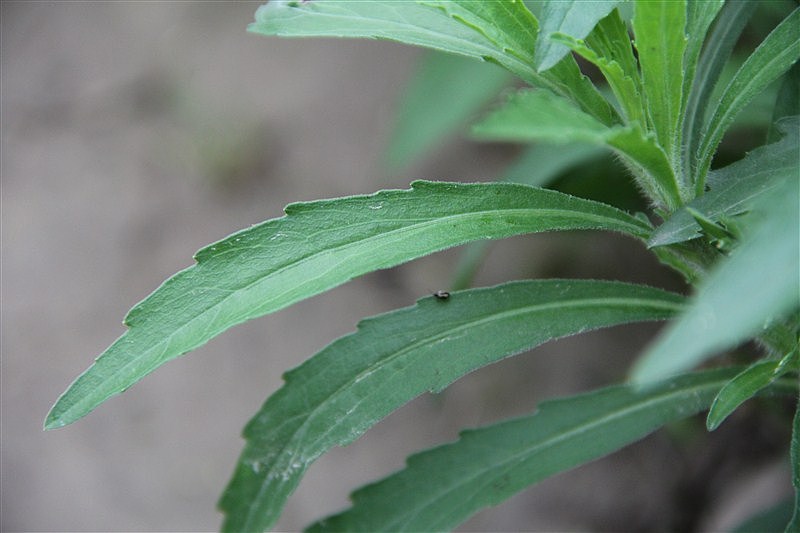 上海随拍（图ZMjUzMzI3MDg=） - 风光摄影 - 站酷设计师向日葵的阳光原创素材 - 站酷ZCOOL