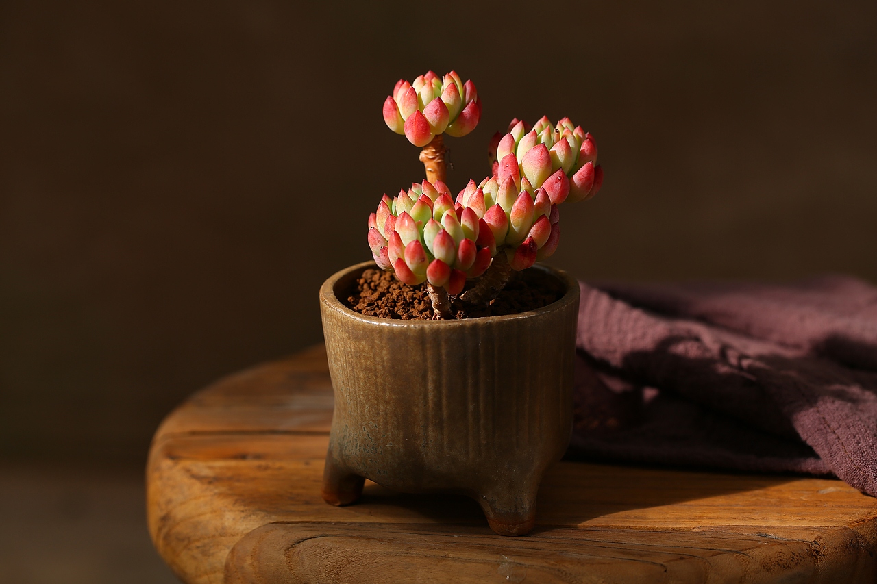 可爱的多肉植物