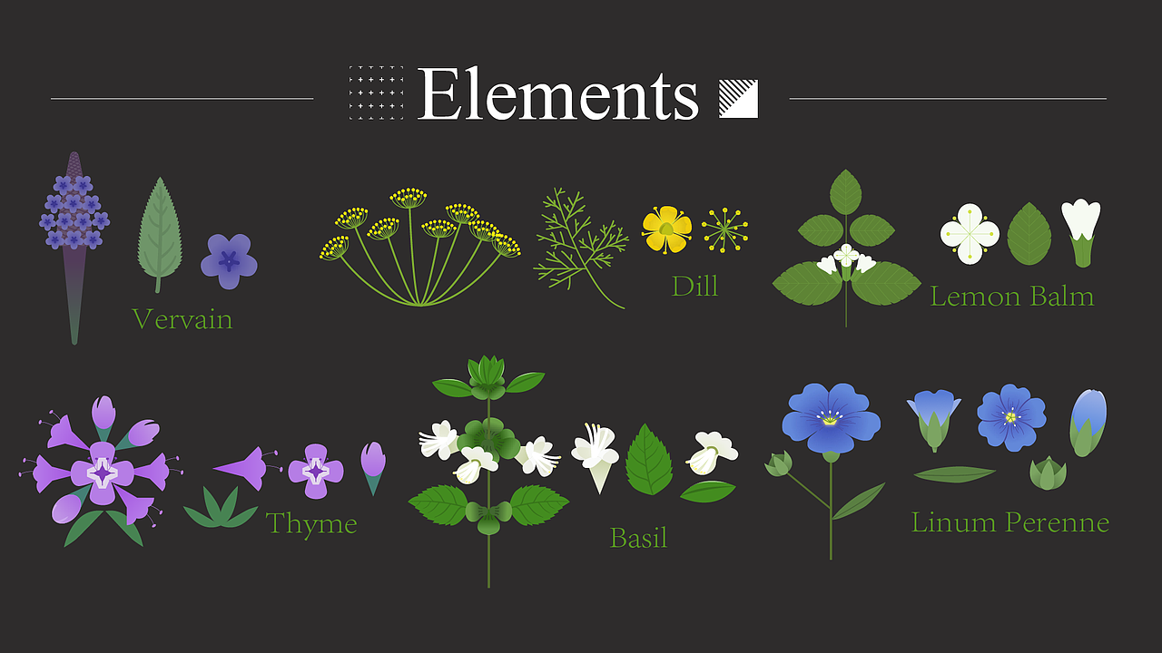 草本植物·草花系列（图ZMzA0NzM0OTcy） - 创作习作 - 站酷设计师ZiasPocketDesign原创素材 - 站酷ZCOOL