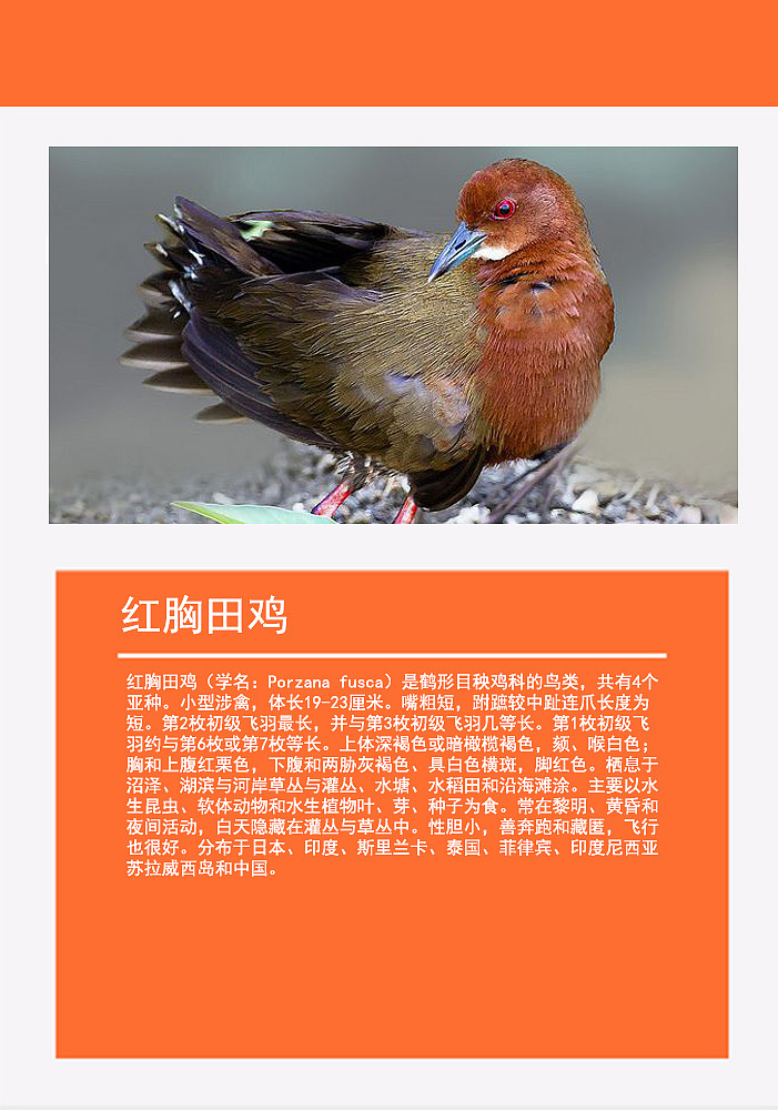 鸟类画册2（图ZMTMzMDg0NjY0） - 书籍/画册 - 站酷设计师浅墨幺幺原创素材 - 站酷ZCOOL