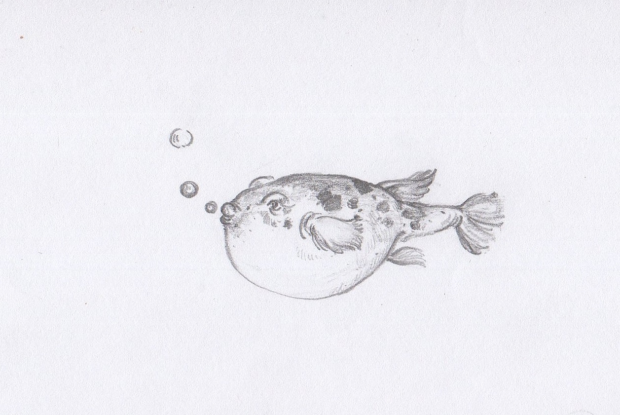 花鸟鱼虫白描稿——速写