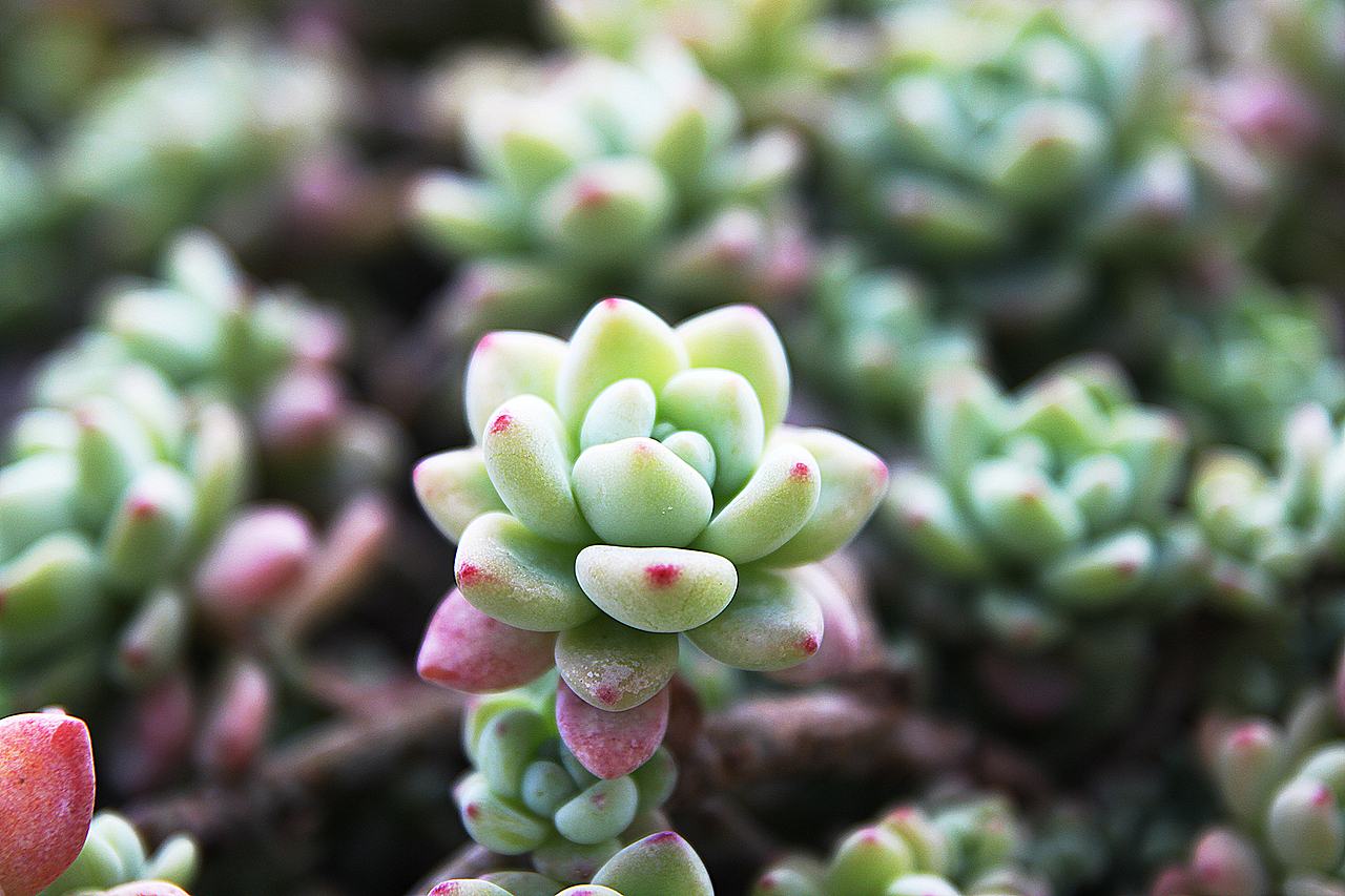 多肉的世界（图ZNzU2MjYzNTI=） - 产品摄影 - 站酷设计师偷腥猫儿原创素材 - 站酷ZCOOL