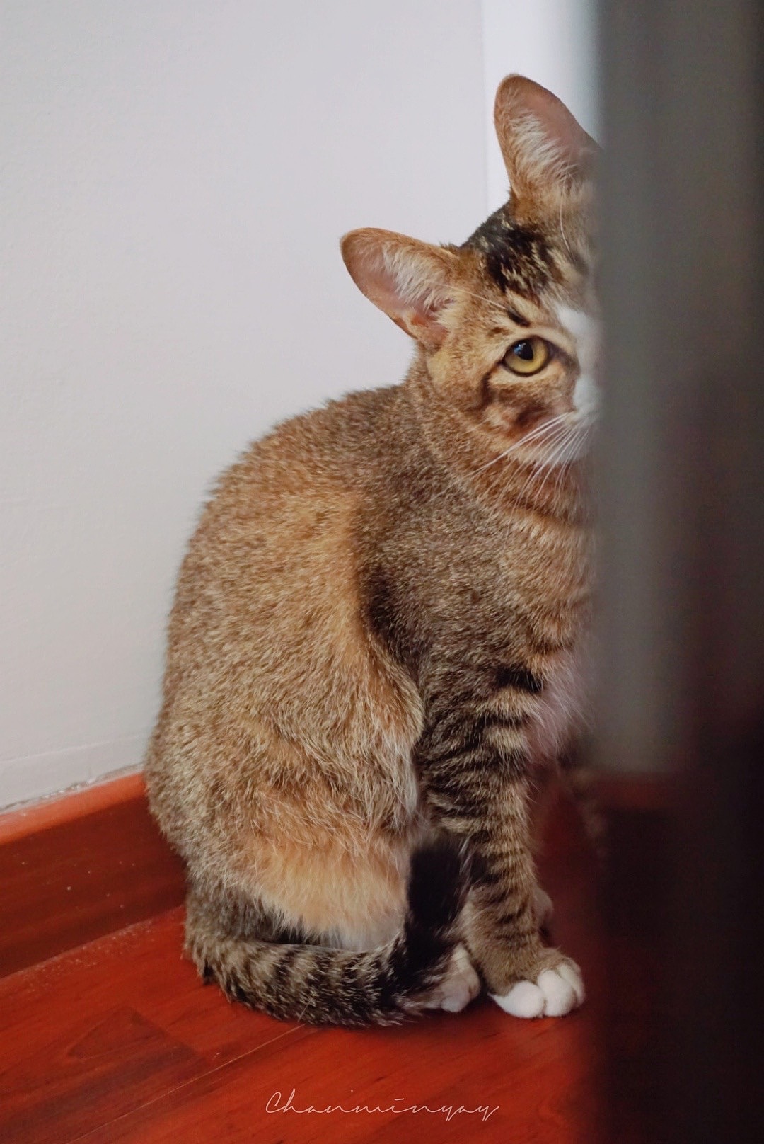 猫猫请看我·一