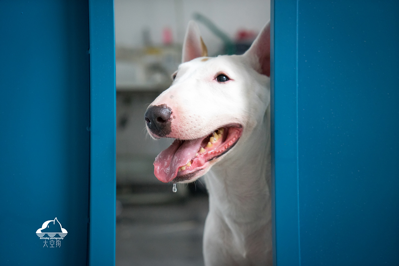太空狗宠物摄影牛头梗