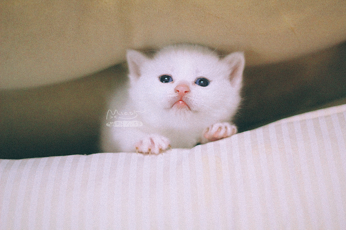 那年初夏,我让一窝雪白小妖精给着了魔