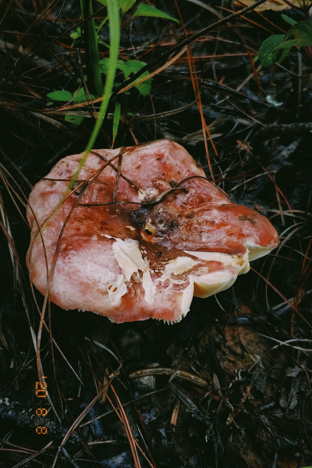 云南野生菌随拍