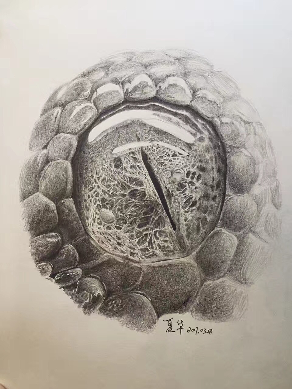 素描】骷髅【mini画】教学【彩铅作品】小鸟【mini画】小动物作品信息