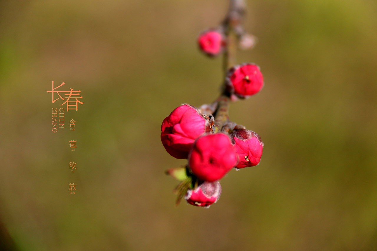 待放（图ZNzU2MzgzOTY=） - 产品摄影 - 站酷设计师马鹏原创素材 - 站酷ZCOOL