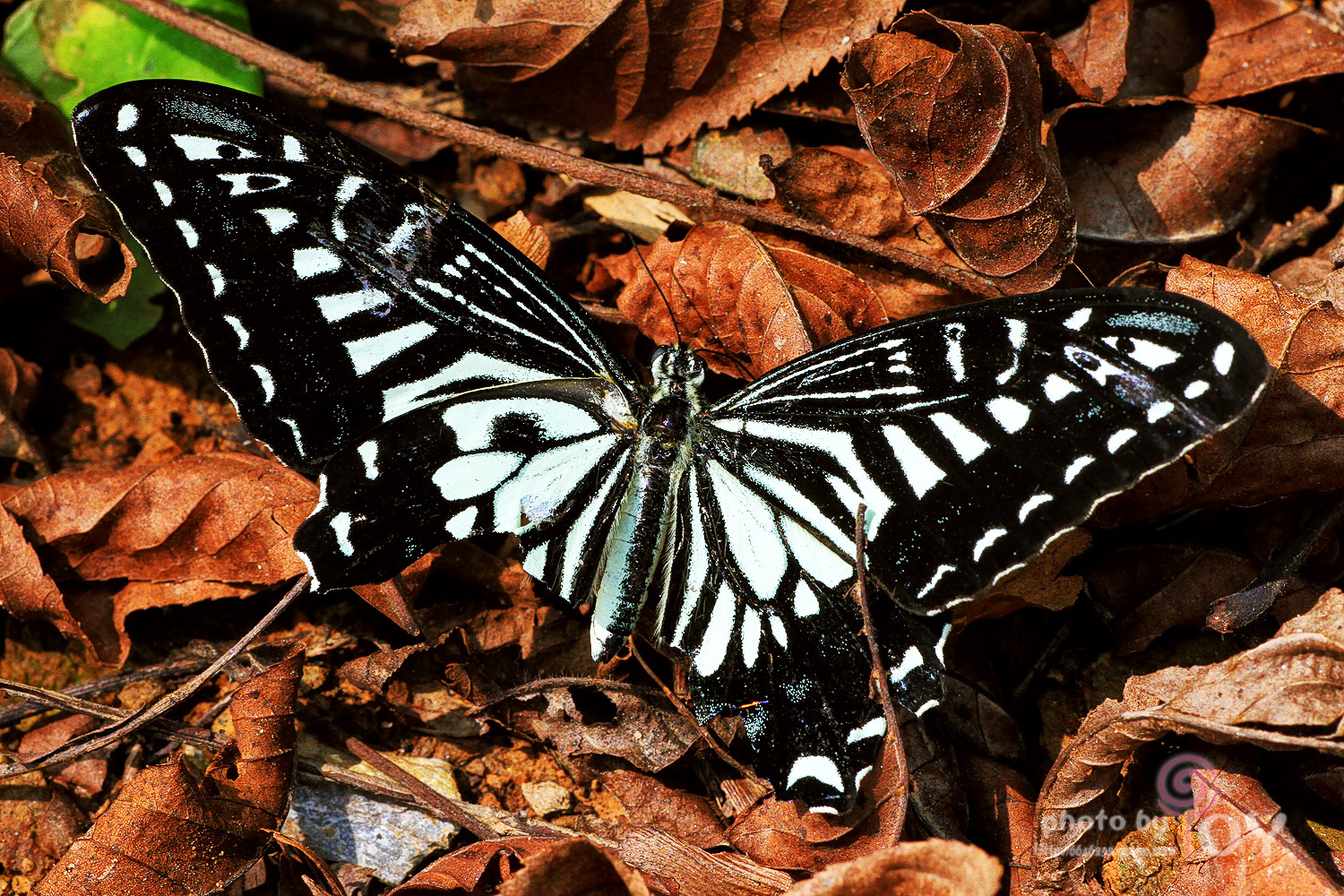 蝴蝶 自然 昆虫 - Pixabay上的免费照片 - Pixabay