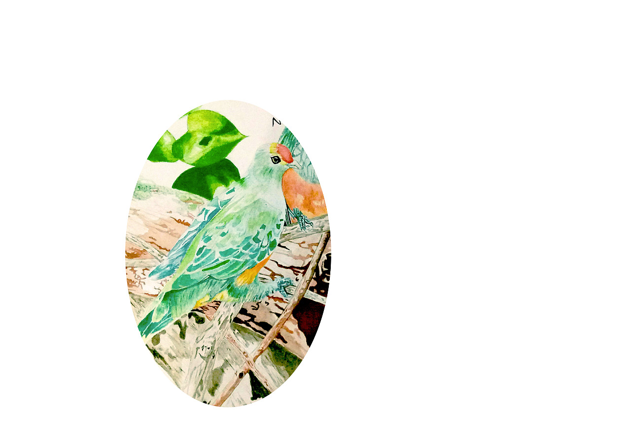 水彩鸟（图ZMTAzNTc0Mjg4） - 创作习作 - 站酷设计师VVann原创素材 - 站酷ZCOOL