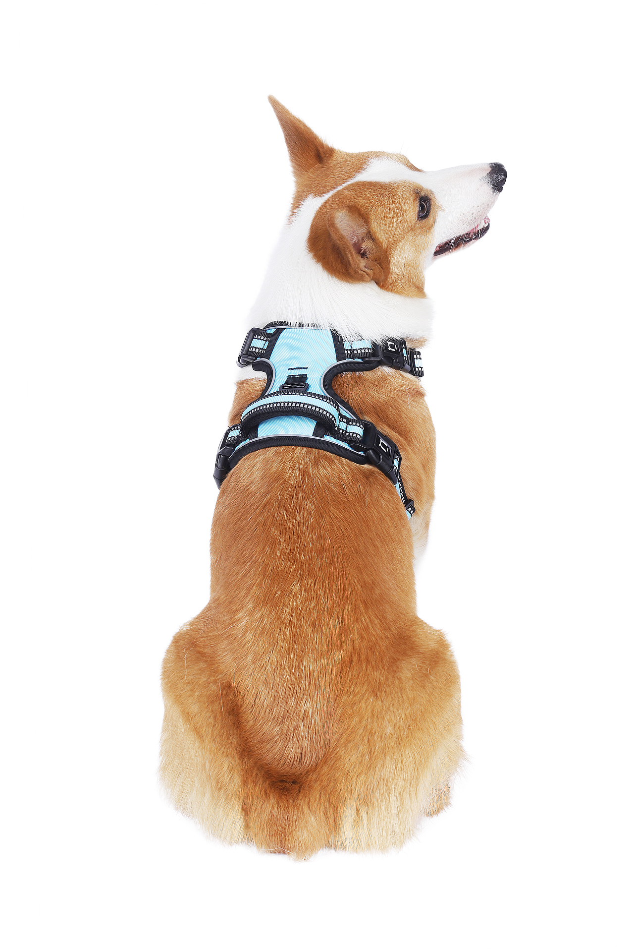 宠物产品摄影|狗背带