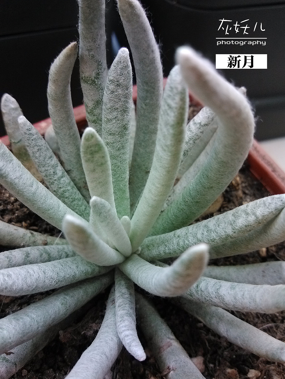 我家美丽的多肉植物（图ZOTU0NjA5Mg==） - 其他摄影 - 站酷设计师灰妖儿原创素材 - 站酷ZCOOL