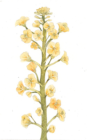 花期密语 蜂蜜包装设计（图ZMTczNDU1MjA=） - 包装 - 站酷设计师画画的lulu原创素材 - 站酷ZCOOL