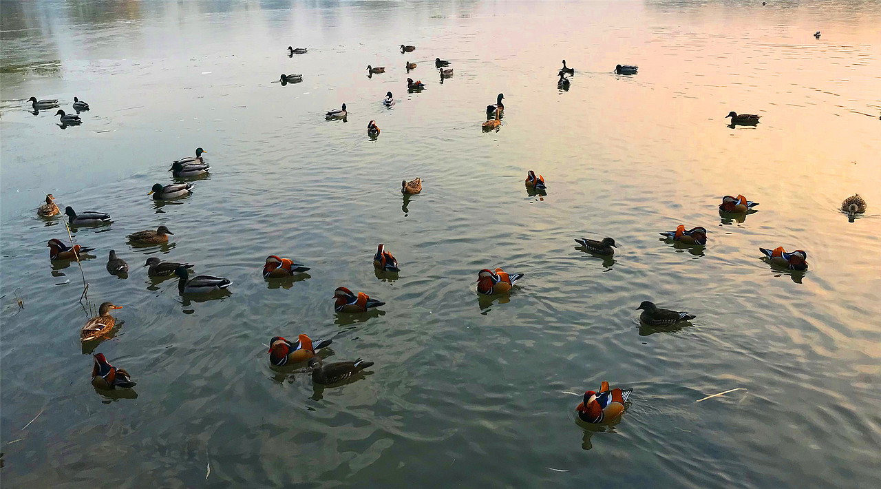 刘勇良摄影作品鸳鸯戏水系列选登