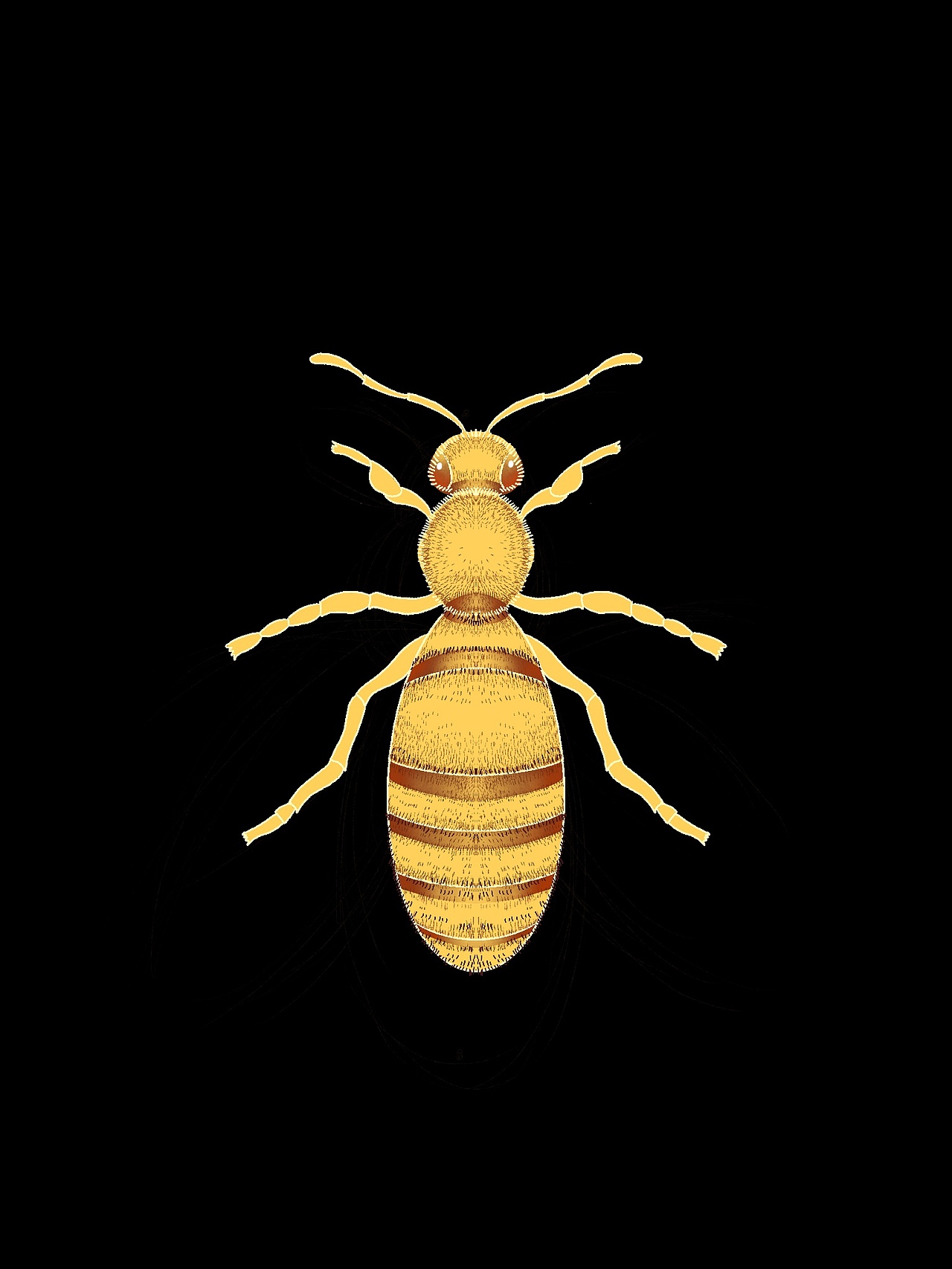 精美昆虫对称插画