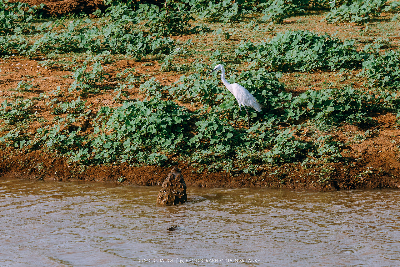 行走在印度洋上的眼泪——斯里兰卡°
