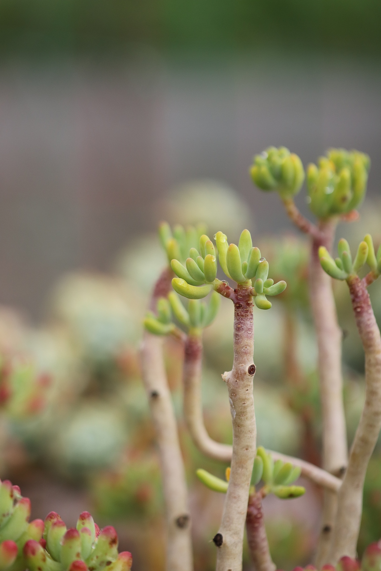 多肉（图ZMjU3MTM2MDQw） - 其他摄影 - 站酷设计师生活可爱原创素材 - 站酷ZCOOL