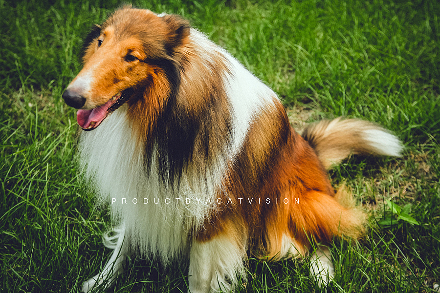 抢镜的中华田园犬。