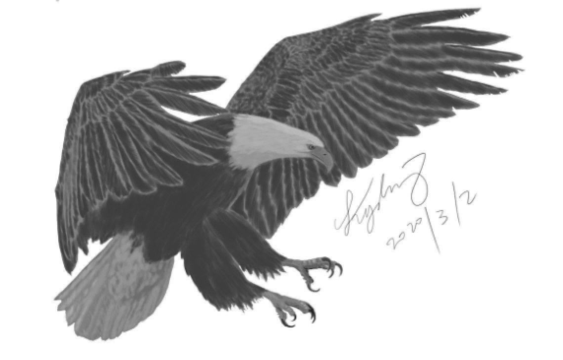 速写鹰