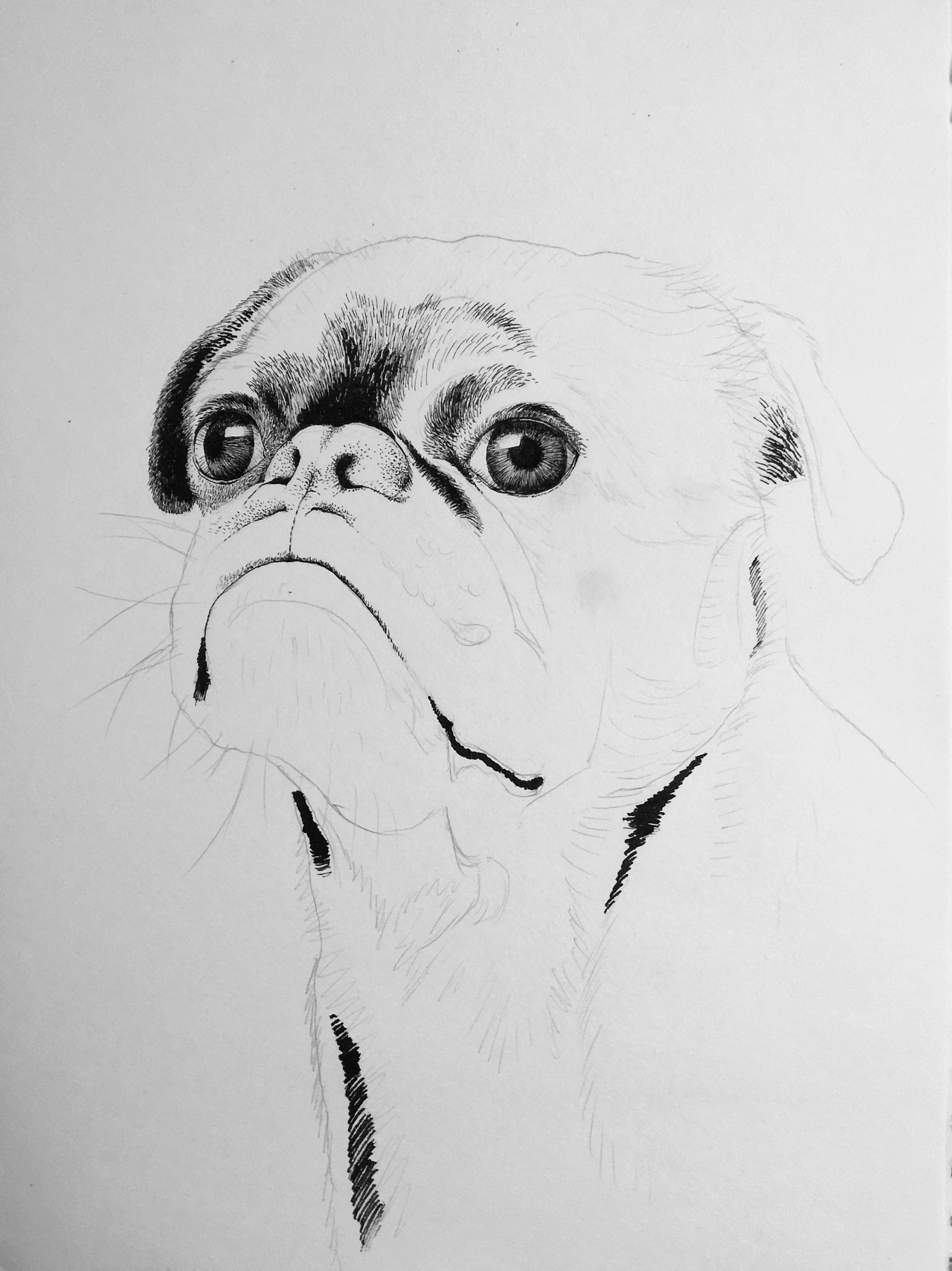 【谭伯虎】钢笔画～巴哥