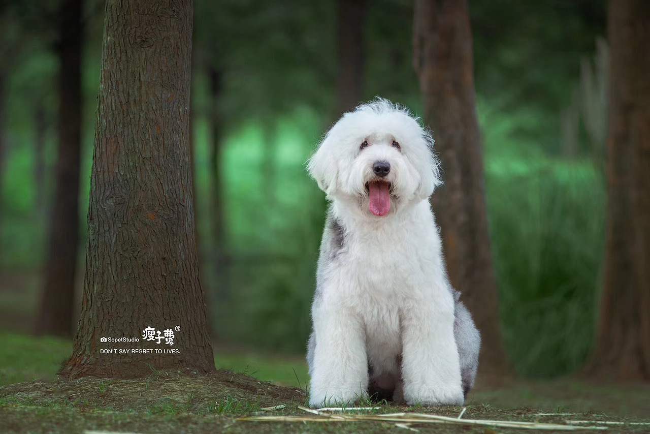 「无锡站」古代牧羊犬