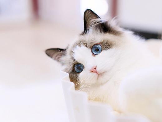 「 设计101 S03」快！进来吸猫！