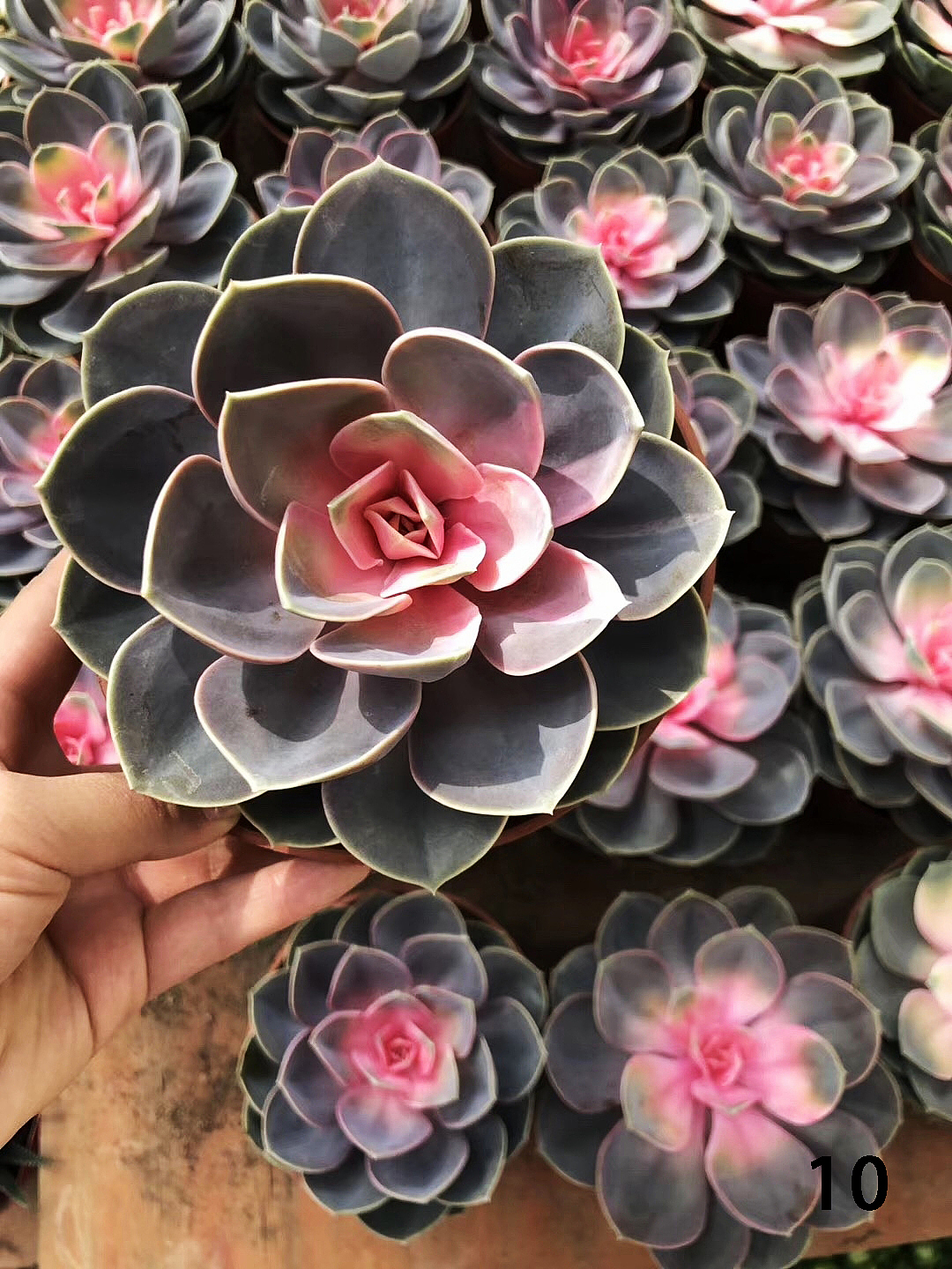 云南东南亚多肉绿植（图ZMTU1NDUxNDk2） - 产品摄影 - 站酷设计师绿植玩家原创素材 - 站酷ZCOOL