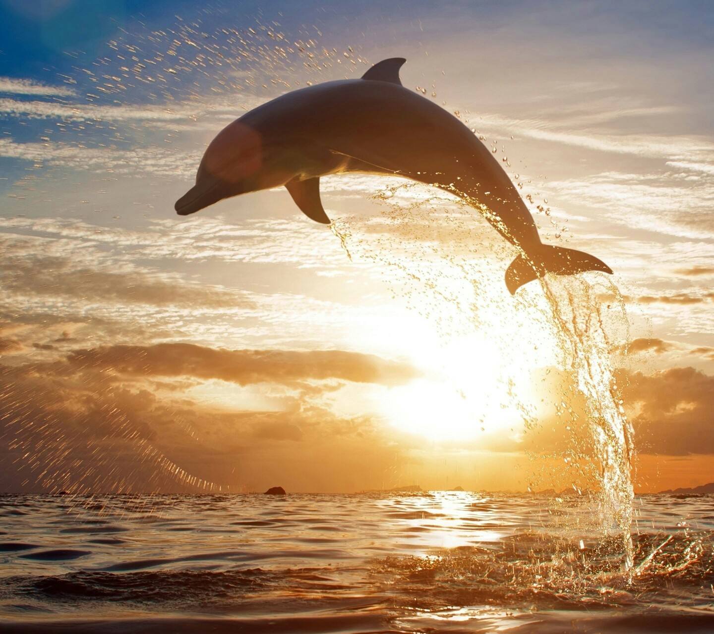 海豚湾图片,海豚美人鱼(3) - 伤感说说吧