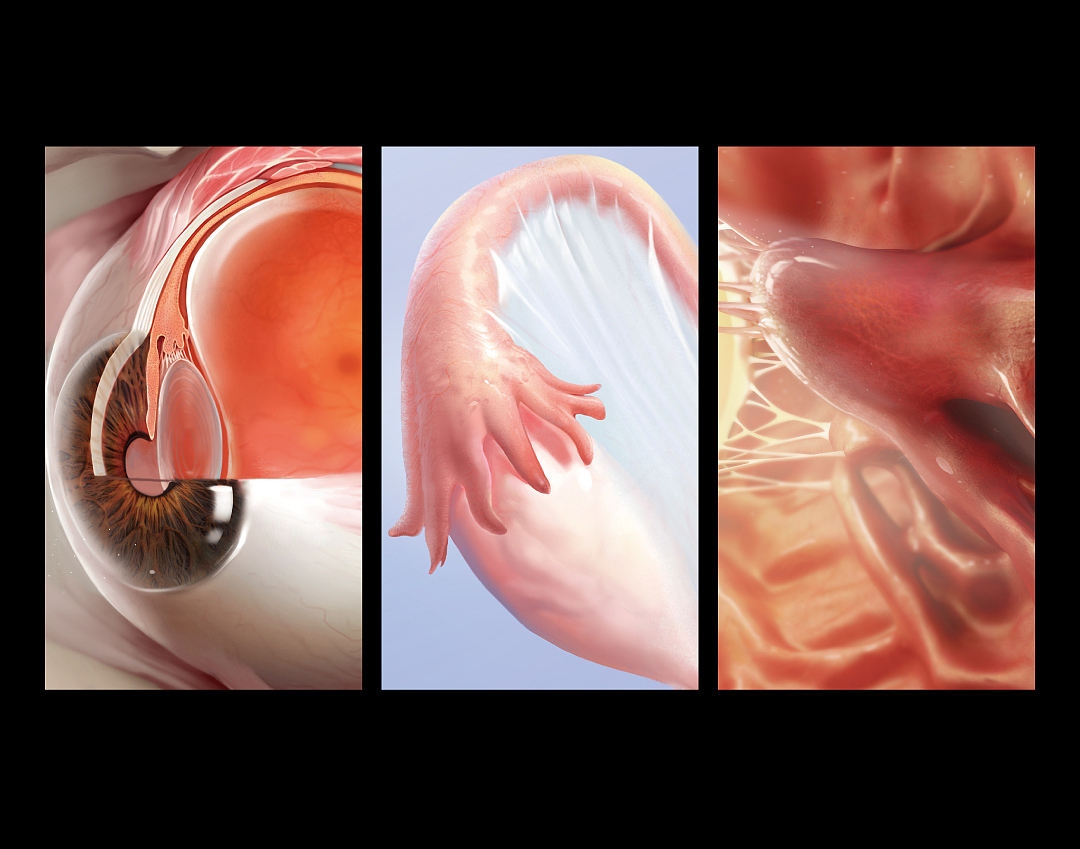 人体解剖高清海报合辑 | 医学插画（图ZMjgxNDQ5MDky） - 商业插画 - 站酷设计师佰医绘原创素材 - 站酷ZCOOL