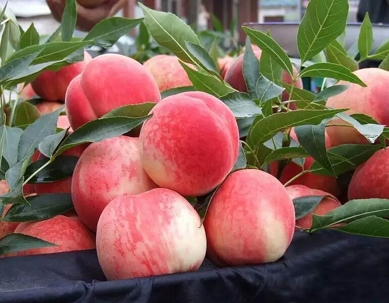 肥城桃（图ZMTM2NTE3NjI0） - 风光摄影 - 站酷设计师肥桃小子原创素材 - 站酷ZCOOL