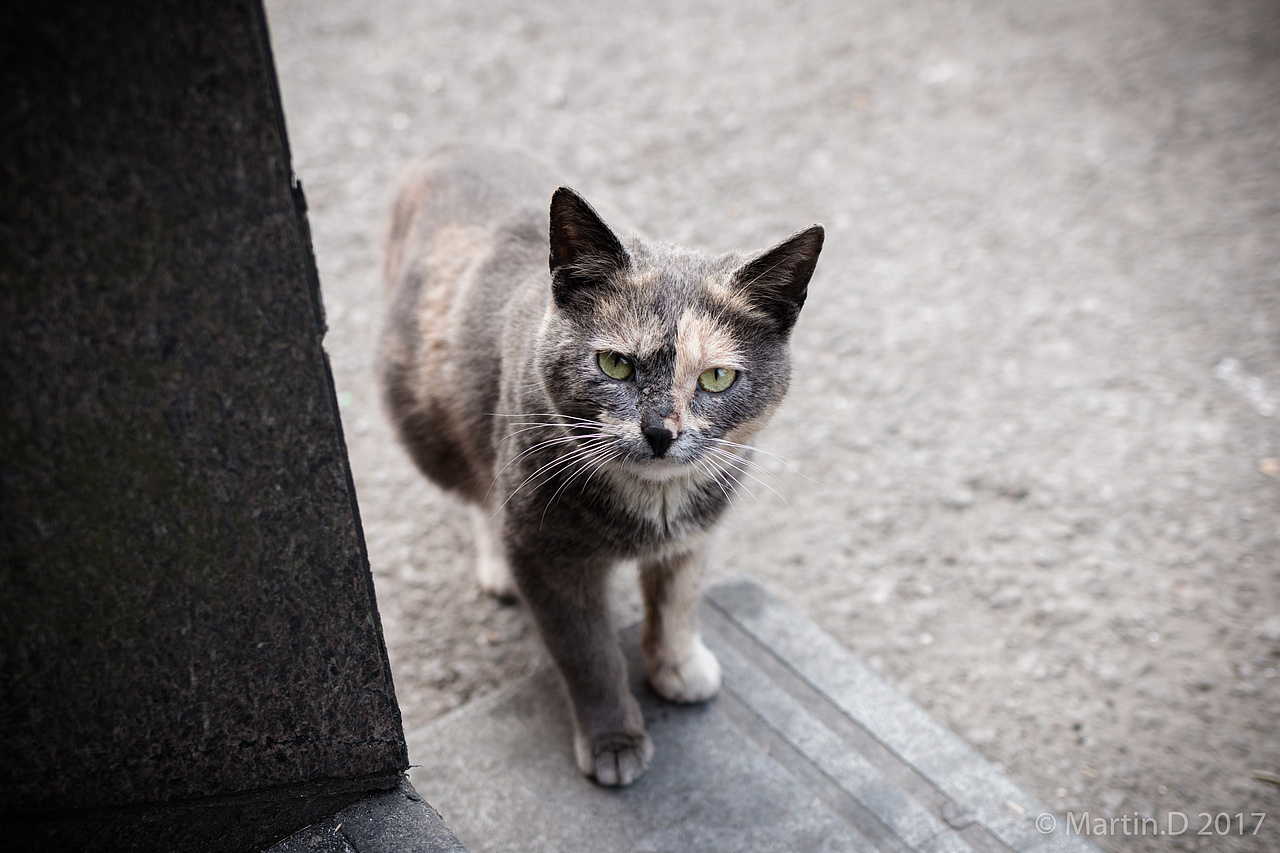 毛色罕有的珍兽“阿丑”