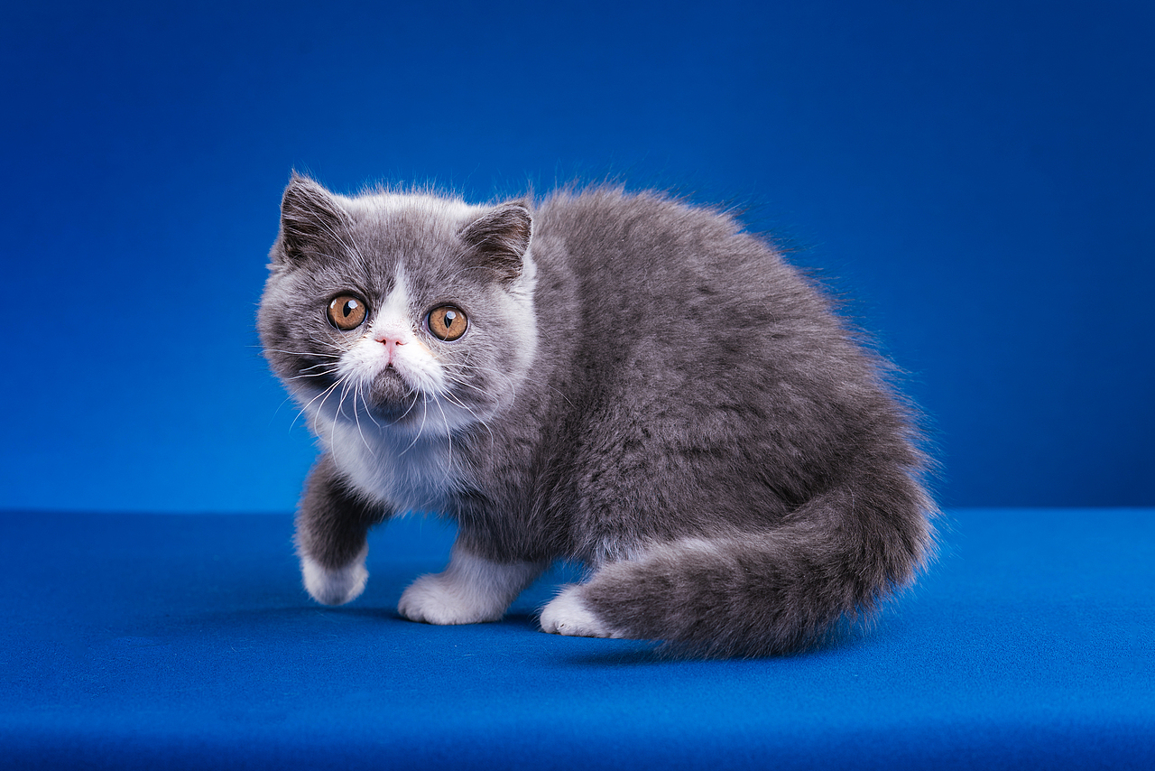 异国短毛猫柿饼儿和他的孩子们（图ZMTUyNTQ2MjM2） - 宠物摄影 - 站酷设计师克查原创素材 - 站酷ZCOOL