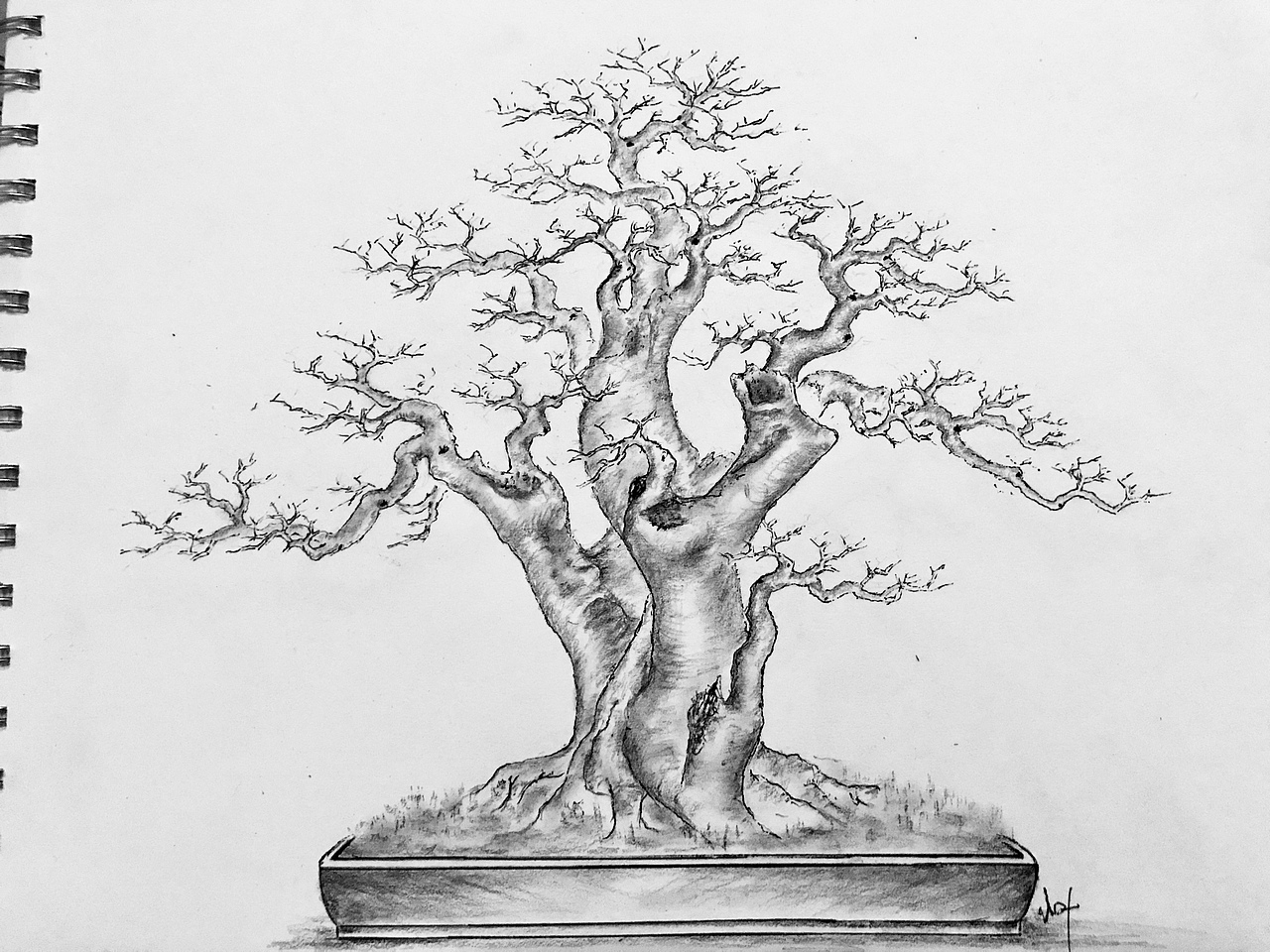 手绘盆景设计图