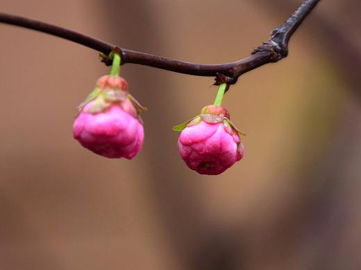 观花 赏花（个人主页-ZMjcwNDEwMzI=） - 风光摄影 - 站酷设计师御美智品牌原创素材 - 站酷ZCOOL