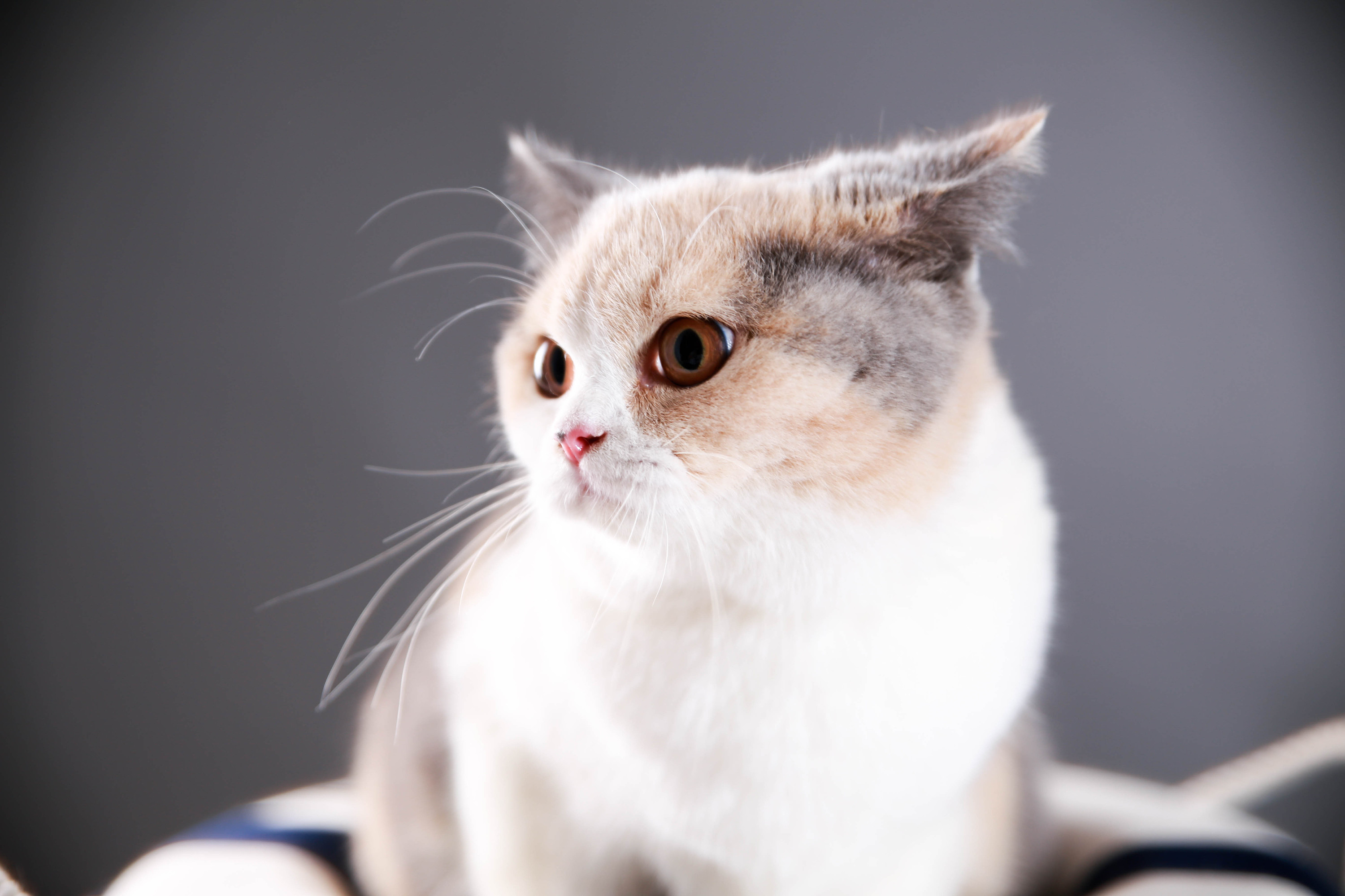 猫 三色 幸运猫 - Pixabay上的免费照片 - Pixabay