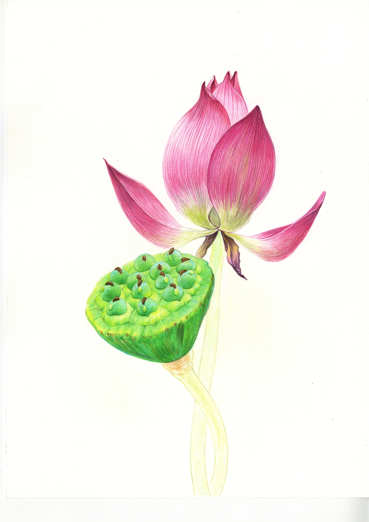 色铅笔|【荷花】原创/内含详细步骤/彩铅教程