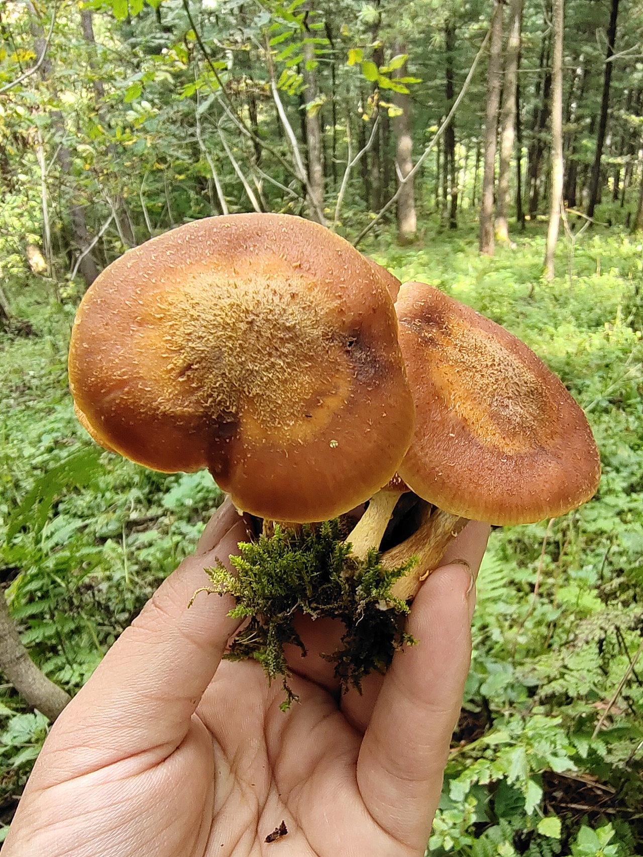 东北野生榛蘑菇