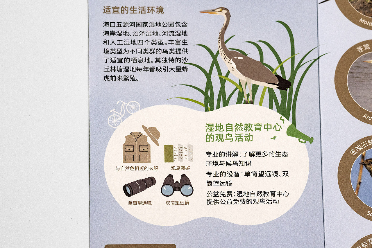世界候鸟日-观候鸟折页及海报