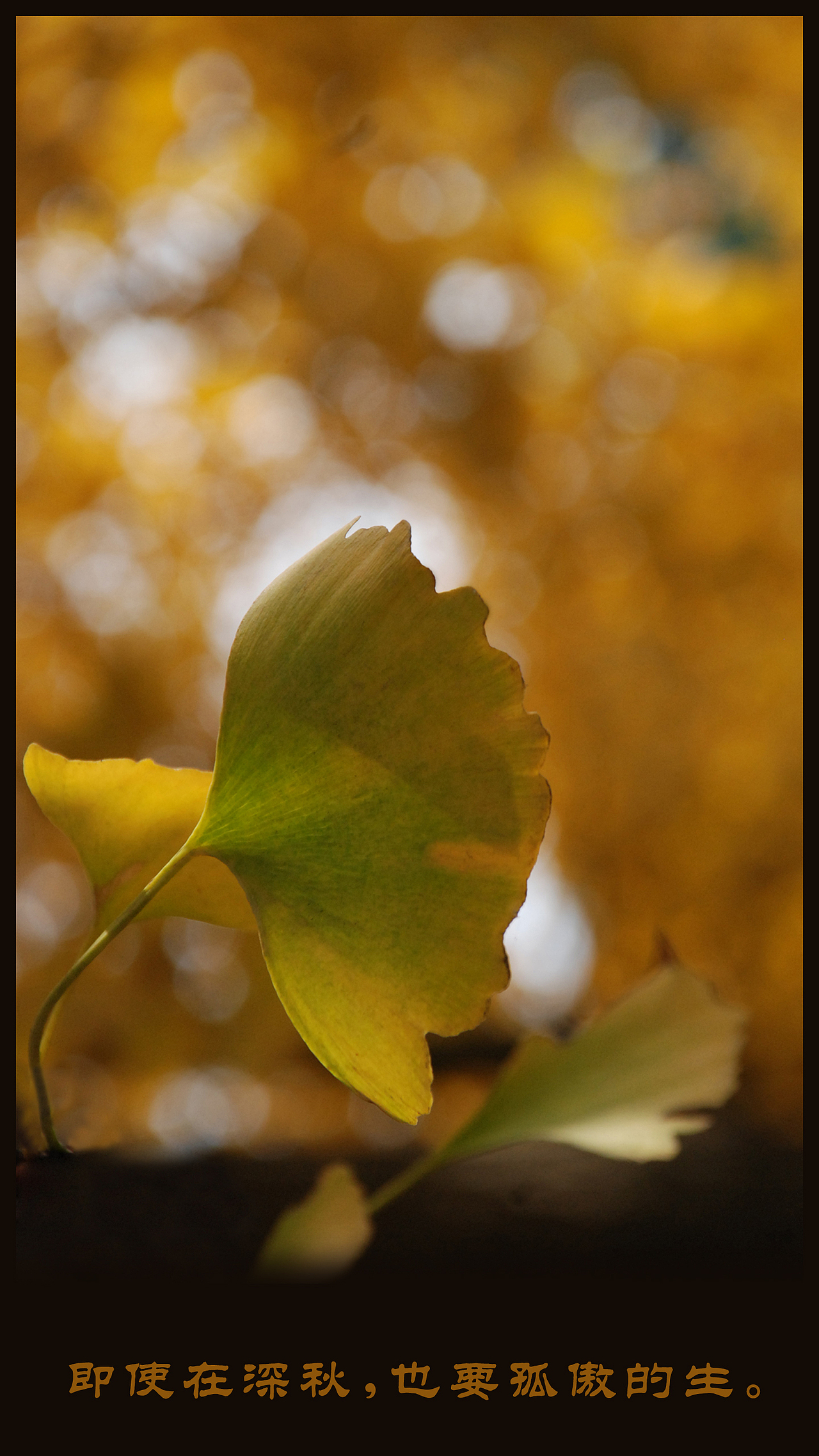 自強(qiáng)不息（圖ZMzYzNDAyMTI=） - 其他攝影 - 站酷設(shè)計(jì)師呆呆寧0824原創(chuàng)素材 - 站酷ZCOOL