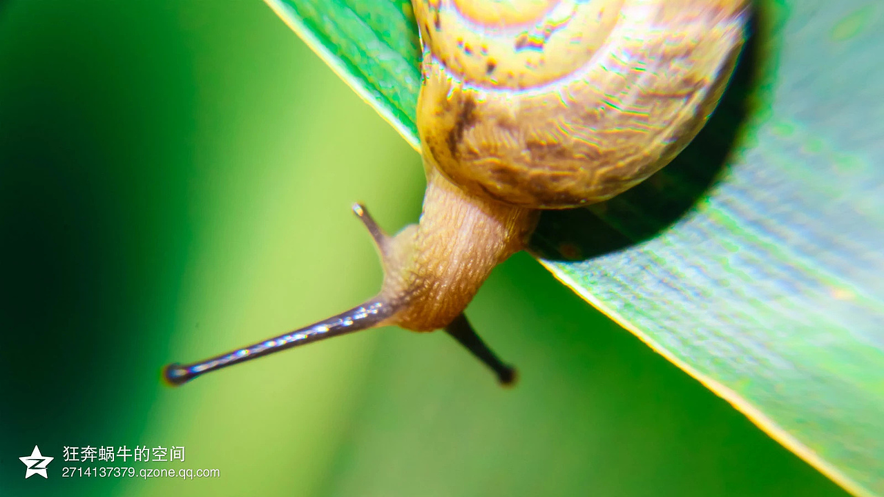 第一次尝试微距,有很多不足~~~~