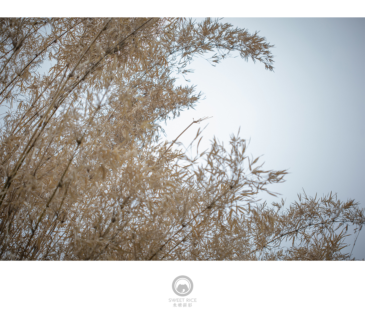 青雨嗅春（图ZNDQwOTUzODQ=） - 风光摄影 - 站酷设计师挂糖原创素材 - 站酷ZCOOL