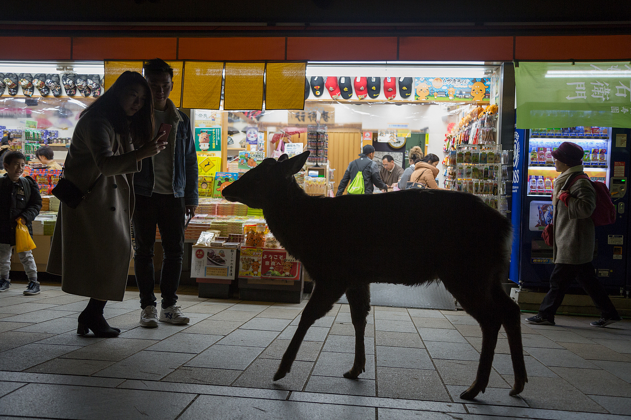 到奈良已经天黑了,很可惜,下次有机会要在这儿住一天